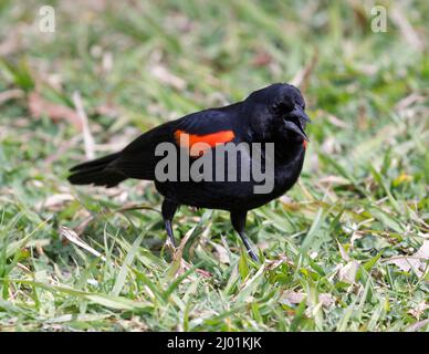 blackbird à ailes rouges, adulte, homme qui gazouillis sur l'herbe. Foothills Park, comté de Santa Clara, Californie, États-Unis. Banque D'Images