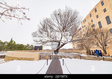 Vue imprenable sur un jardin enneigé avec Survival Tree of Oklahoma City National Memorial et le musée de l'Oklahoma Banque D'Images