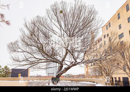 Vue imprenable sur un jardin enneigé avec Survival Tree of Oklahoma City National Memorial et le musée de l'Oklahoma Banque D'Images