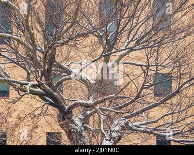 Vue imprenable sur un jardin enneigé avec Survival Tree of Oklahoma City National Memorial et le musée de l'Oklahoma Banque D'Images