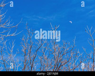 Gros plan de l'arbre et de la demi-lune en journée à Oklahoma Banque D'Images