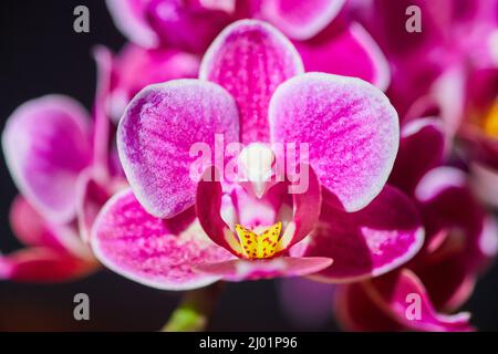 Détail de fleur d'orchidée rose et jaune Banque D'Images