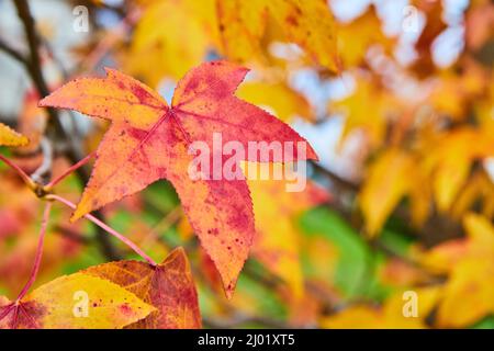 Détail de feuilles d'automne vibrantes sur un arbre rouge et jaune Banque D'Images