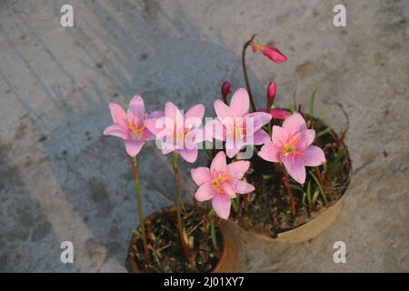 Zephyranthes grandiflora , c'est un genre de nénuphars géant . Communément connu sous le nom de nénuphars roses, fleur de pluie, nénuphars, z.grandiflora, Z, rosea etc Banque D'Images