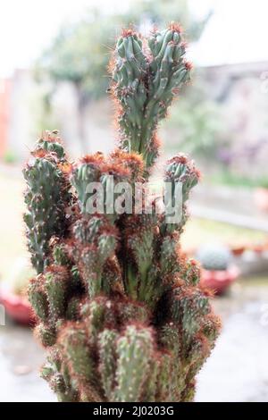 Cereus peruvianus monstrose plante cactus avec foyer sélectif et arrière-plan flou Banque D'Images