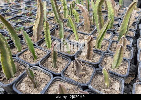 Culture de plants de stapelia gigantea dans de petits pots Banque D'Images