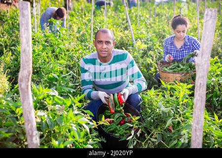 Ouvrier agricole qui récolte des poivrons sur le champ de légumes Banque D'Images