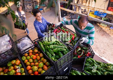 Les ouvriers agricoles chargent des boîtes avec des légumes récoltés dans un camion Banque D'Images