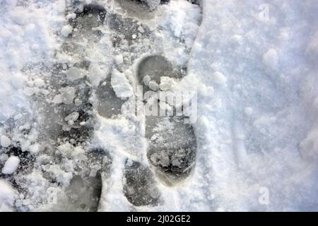 Un fond hivernal inhabituel, de la neige blanche repose sur le sol avec des empreintes humaines humides, des empreintes de chaussures. Banque D'Images