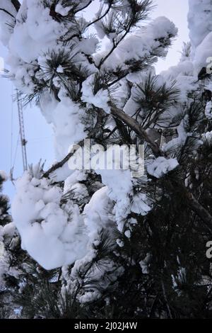 Beau fond d'hiver, beau temps avec de la neige blanche. Branches de pin vert, sapins, un parc avec des arbres poussant dans la ville de Dnipro, Ukraine. Banque D'Images