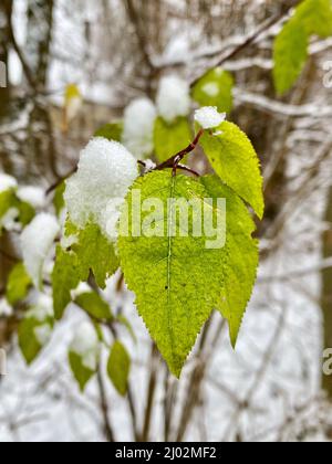 feuilles sur un arbre, couvertes de neige. Photo de haute qualité Banque D'Images