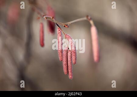 Hazel Catkins sur une branche d'arbre. Forêt au début du printemps Banque D'Images