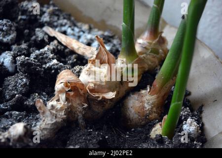 Plantes inhabituelles domestiques, fleurs dans un pot en plastique doré. Véritable racine de gingembre poussant à la maison. Banque D'Images