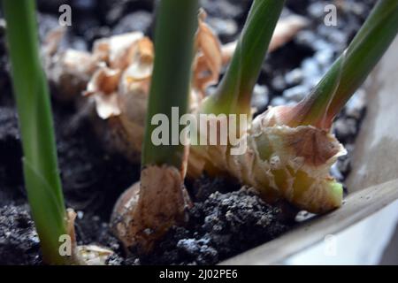 Plantes inhabituelles domestiques, fleurs dans un pot en plastique doré. Véritable racine de gingembre poussant à la maison. Banque D'Images