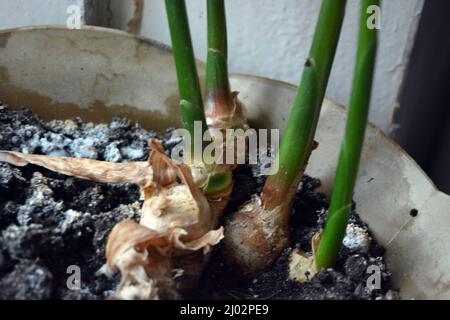 Plantes inhabituelles domestiques, fleurs dans un pot en plastique doré. Véritable racine de gingembre poussant à la maison. Banque D'Images