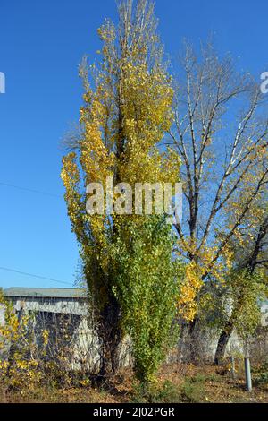 Peupliers, feuilles jaunes poussant contre le ciel bleu, arbres dorés. Banque D'Images