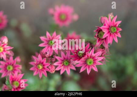 Cliché sélectif de fleurs roses de Sempervivum tectorum Banque D'Images