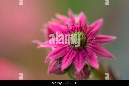 Cliché sélectif de fleurs roses de Sempervivum tectorum Banque D'Images