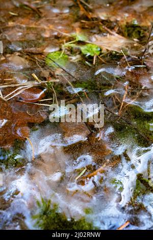 Géométrie de la surface de glace dans les eaux des marais, parc national Kemeri, Lettonie Banque D'Images