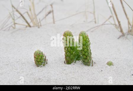 Goldmoss Stonecrop émergent du sable dérivant dans les dunes Banque D'Images