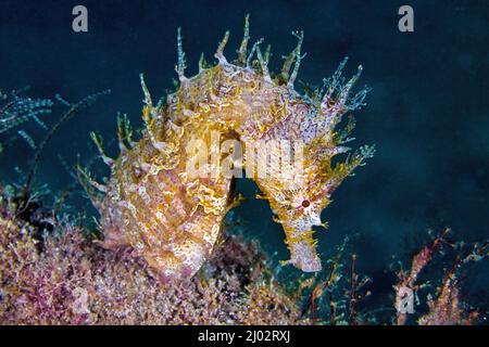 Hippocampe bordé (Hippocampus erectus), Floride, États-Unis Banque D'Images