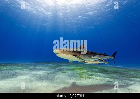 Requin tigre (Galeocerdo cuvier), Bahamas, Caraïbes, océan Atlantique Banque D'Images