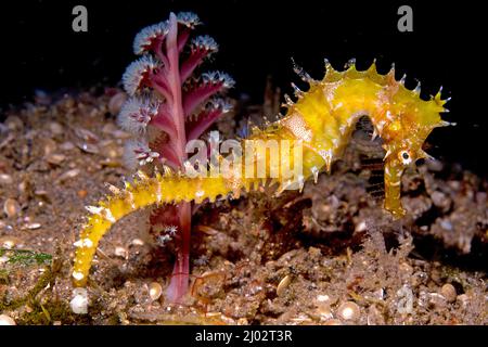 Hippocampe épineux ou de l'hippocampe (Hippocampus histrix) à une mer-pen (Virgularia sp.), Milne Bay, en Papouasie-Nouvelle-Guinée Banque D'Images