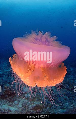 Méduses de chou-fleur ou méduses de tonneau (Netrostoma setouchina), îles Maldives, océan Indien, Asie Banque D'Images