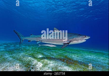 Requin tigre (Galeocerdo cuvier), Bahamas, Caraïbes, océan Atlantique Banque D'Images