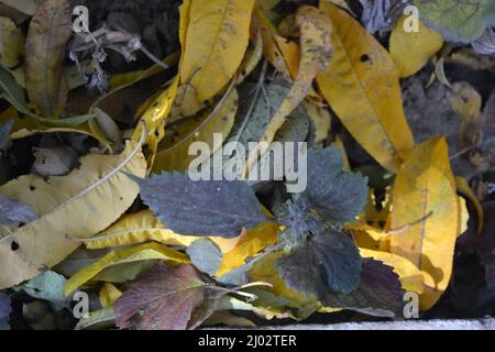 C'était l'automne, les feuilles tombées vertes, rouges, jaunes, brunes sont tombées des arbres au sol. Fond calme de feuilles sèches d'arbres fruitiers. Banque D'Images