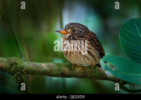 Oiseau de loup à tête blanche, Malacoptila fusca, oiseau motley dans l'habitat naturel de la forêt, Sumaco, Équateur. Œil de feu assis sur la branche dans le mountai tropique Banque D'Images