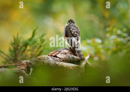 Belle forêt avec oiseau. Oiseau de proie Sparrowhawk eurasien, Accipiter nisus, assis sur la souche d'arbre. Banque D'Images