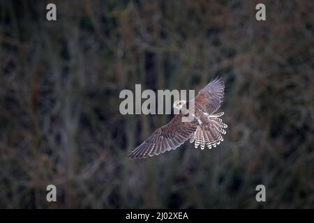 Gyrfalcon, Falco rusticolus, oiseau de mouche de proie. Vol d'oiseau rare avec tête blanche. Forêt en hiver froid, habitat animal dans la nature, Russie. Réserve faunique sce Banque D'Images