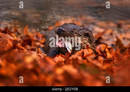 Otter avec poisson, faune orange d'automne. Loutre eurasien, Lutra lutra, portrait détaillé de l'animal aquatique dans l'habitat naturel, Allemagne, prédateur d'eau. Banque D'Images