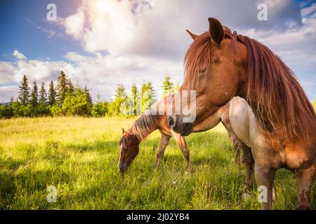 Des chevaux sales qui broutage dans le pâturage qui est illuminé par le soleil. Scène pittoresque et magnifique. Lieu place Carpathian, Ukraine, Europe. Beauté Banque D'Images