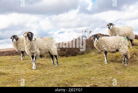 Swaledale Ewes au début du printemps, à proximité de l'agnelage, itinérance gratuite sur Spaunton Moor dans le parc national des Moors du Yorkshire du Nord. Les moutons de Swaledale sont un nati Banque D'Images