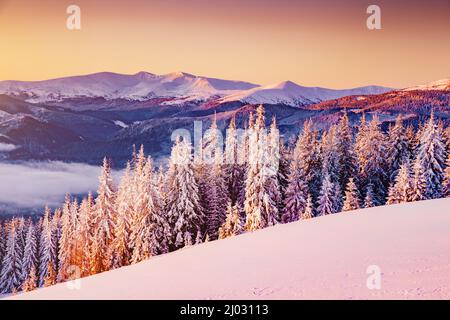 Paysage majestueux illuminé par la lumière du soleil le matin. Scène viticole spectaculaire et pittoresque. Lieu Carpathian, Ukraine, Europe. Station de ski. Beauté Banque D'Images