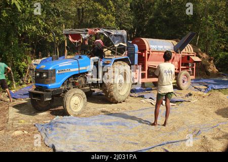 Bhadrak, Odisha, Inde, 07 janvier 2020 : les ouvriers alimentent manuellement les boisseaux de riz récoltés dans une machine de battage montée sur tracteur pour séparer le riz. Banque D'Images
