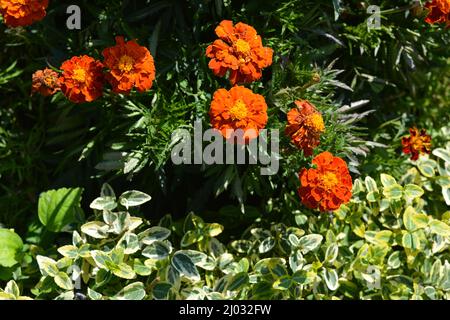 Un beau buisson de buis avec de petites feuilles vert clair et foncé avec des fleurs de souci orange-rouge poussant dans les rayons du soleil. Banque D'Images