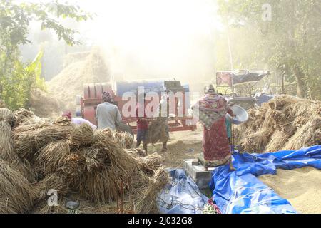 Bhadrak, Odisha, Inde, 07 janvier 2020 : les ouvriers alimentent manuellement les boisseaux de riz récoltés dans une machine de battage montée sur tracteur pour séparer le riz. Banque D'Images