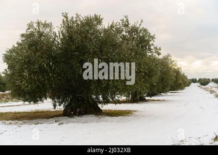 oliveraie enneigée pendant un après-midi d'hiver à Tolède, en Espagne Banque D'Images