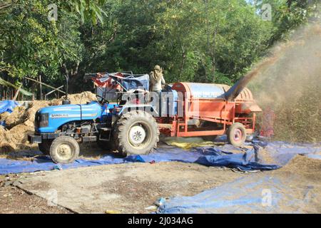 Bhadrak, Odisha, Inde, 07 janvier 2020 : les ouvriers alimentent manuellement les boisseaux de riz récoltés dans une machine de battage montée sur tracteur pour séparer le riz. Banque D'Images