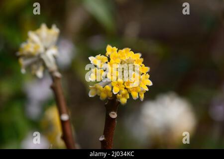 Fleur jaune parfumée de l'arbuste Edgeworthia chrysantha Paperbush Banque D'Images