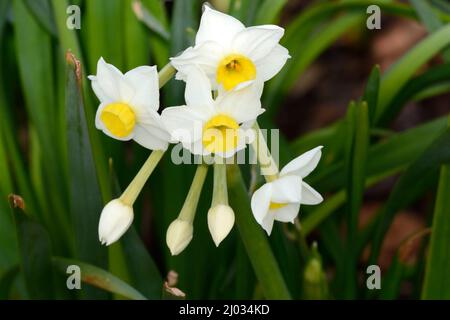 Narcisse Avalanche parfumé petites fleurs de jonquille jaune et blanche Tazetta jondil Banque D'Images