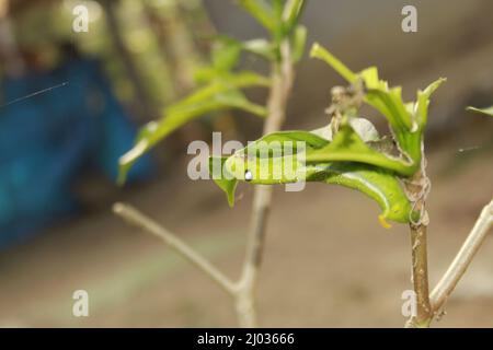 Les chenilles mangent des feuilles fraîches. Banque D'Images