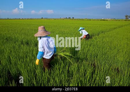 Champ de riz entre Novara et Vercelli, Piémont, Italie, Europe Banque D'Images