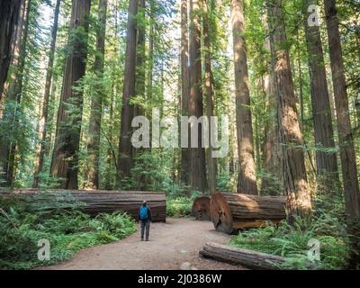 Randonneur dans un bosquet de séquoias sur l'avenue de Giants, parc d'État Humboldt Redwoods, Californie, États-Unis d'Amérique, Amérique du Nord Banque D'Images