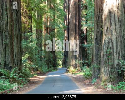 Route à travers les séquoias, Avenue of Giants, Parc d'état Humboldt Redwoods, Californie, États-Unis d'Amérique, Amérique du Nord Banque D'Images