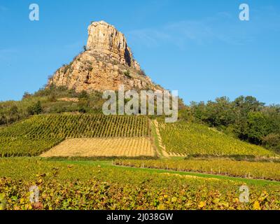 Cépages en automne au pied du Rocher de Solutre, Saône-et-Loire, Bourgogne, France, Europe Banque D'Images