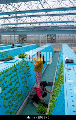 HEFEI, CHINE - 16 MARS 2022 - les travailleurs de la serre d'une usine cultivent des légumes en plantant des aérosols. Hefei, Anhui Provi de Chine orientale Banque D'Images